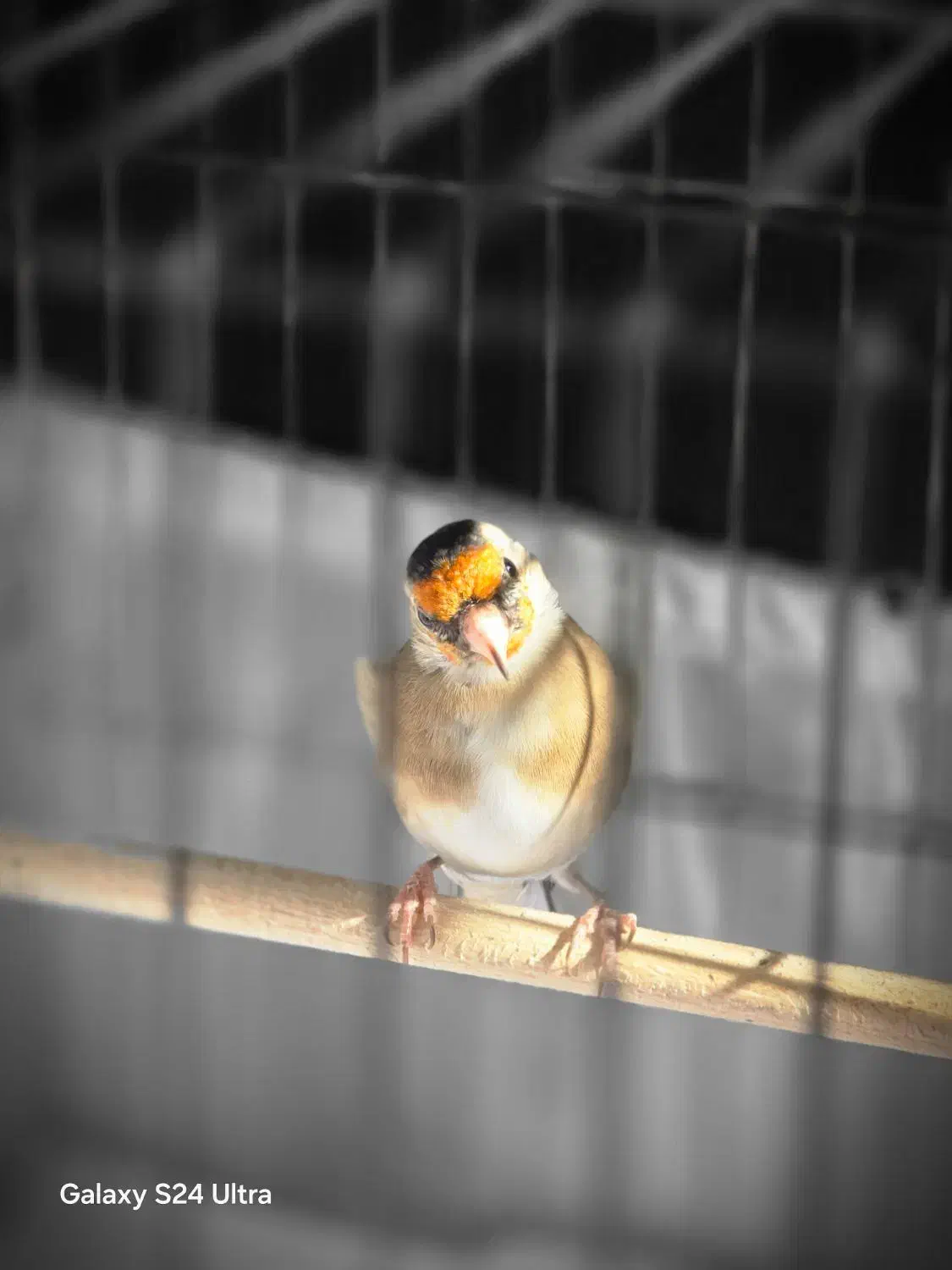 ماده سهره جفتی داغسر|پرنده|دزفول, |دیوار