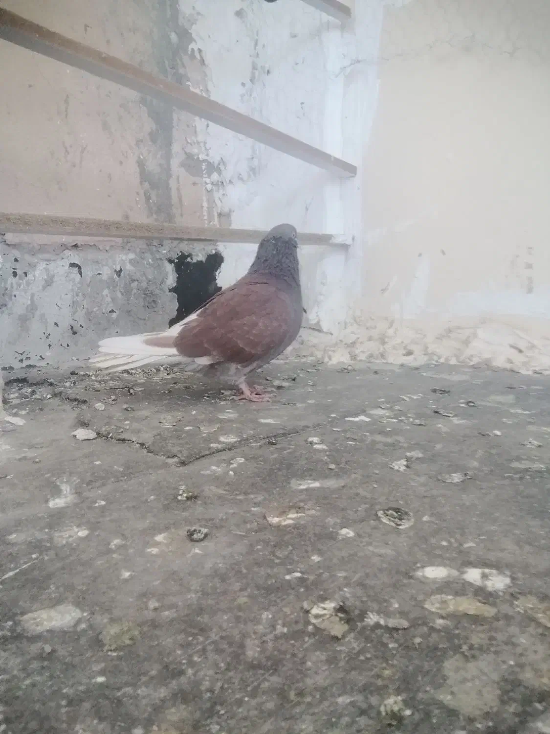 سرخ نر|پرنده|پرند, فاز ۶|دیوار