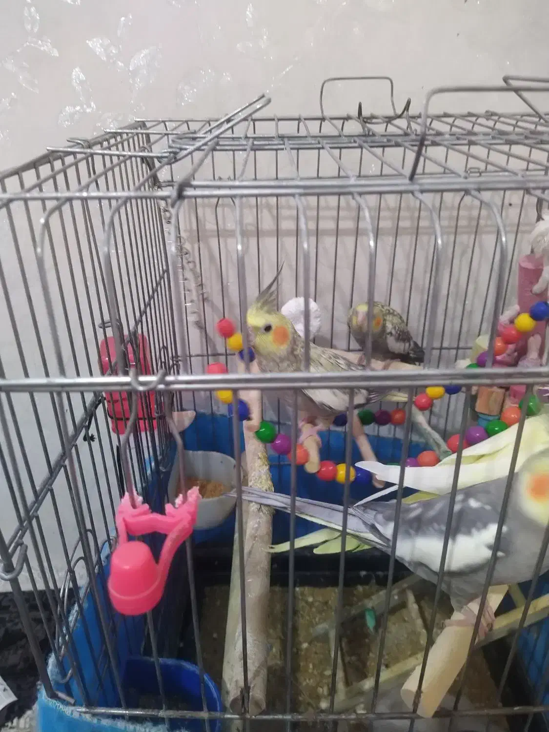 سه عدد عروس هلندی زیبا وسخنگو|پرنده|تهران, جوانمردان (اندیشه)|دیوار