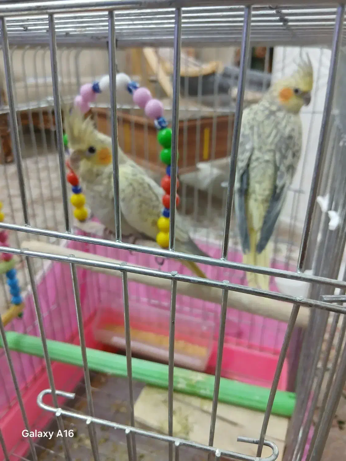 پرنده.عروس هلندی|پرنده|قم, در بهشت|دیوار