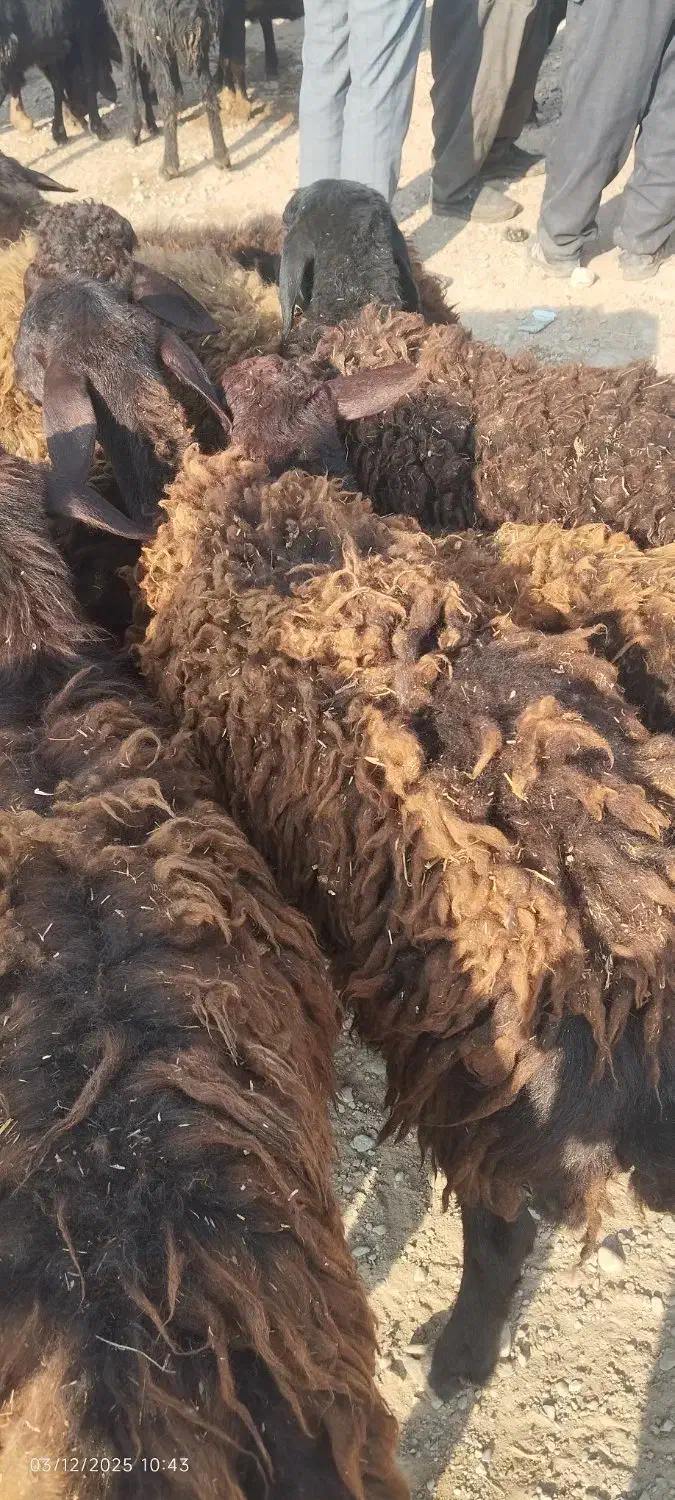 18راس بره ماده|حیوانات مزرعه|باروق, |دیوار