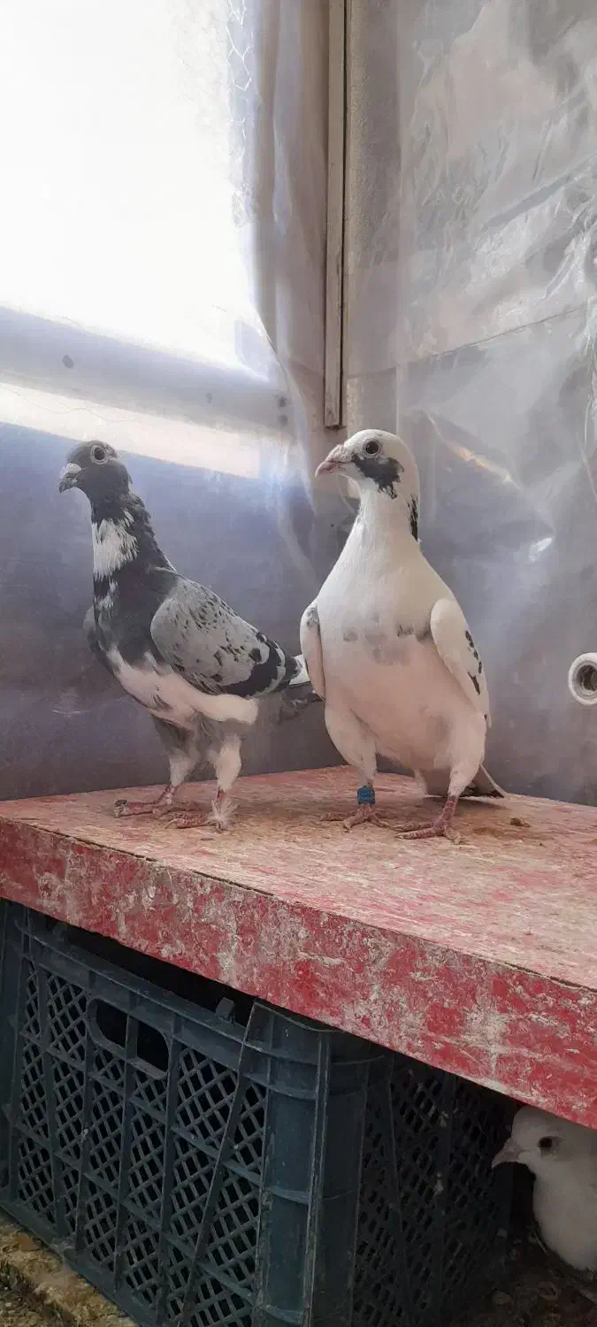 کفترآلمانی مسافتی|پرنده|گلبهار, شهر جدید گلبهار|دیوار