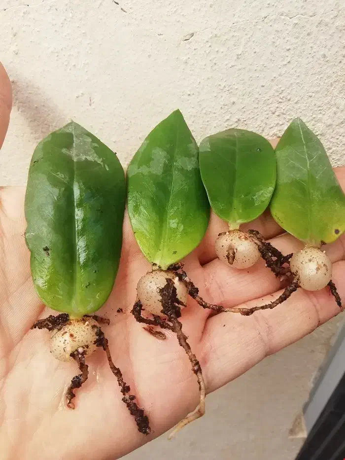 فروش و مشاوره گل و گیاه آپارتمانی|گل و گیاه طبیعی|رفسنجان, |دیوار