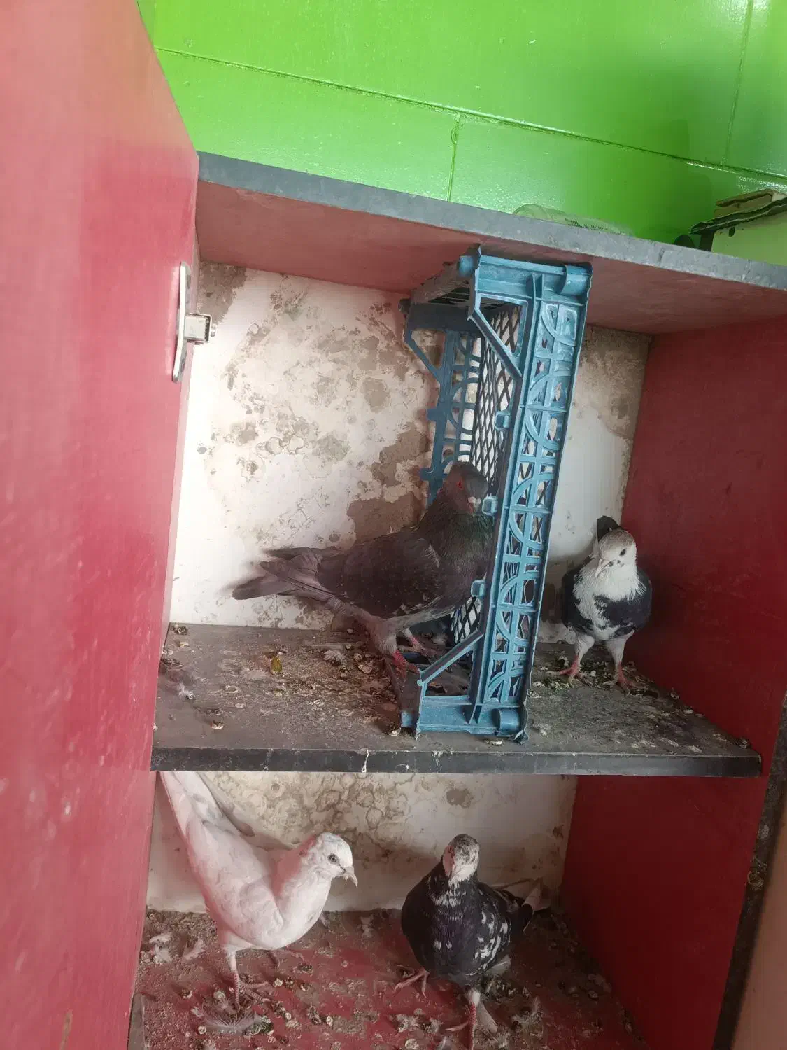 4تا کفتر خوب|پرنده|پاکدشت, پارچین|دیوار