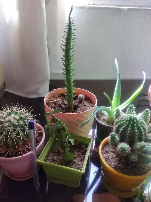 گل طبیعی|گل و گیاه طبیعی|ماهدشت, |دیوار