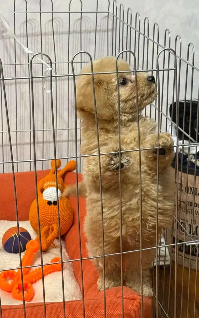 توی پودل ۸۰ روزه|سگ|فردیس, طالقانی|دیوار