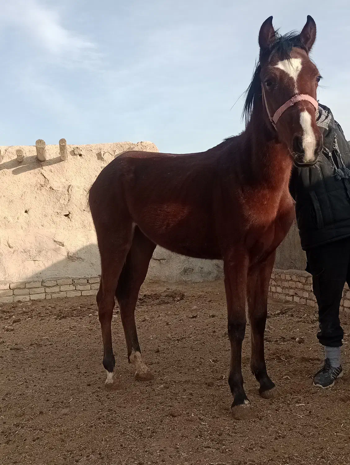 اسب|اسب و تجهیزات اسبسواری|معصومیه, |دیوار