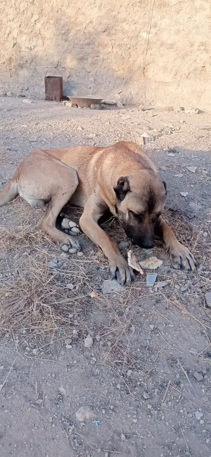 سگ سرابی|سگ|بستان آباد, |دیوار
