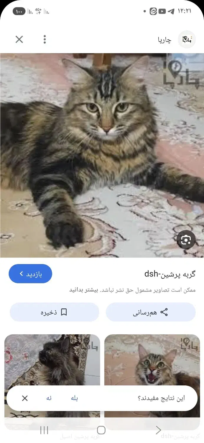 گربه پرشین نر|گربه|اصفهان, امیرعرب|دیوار