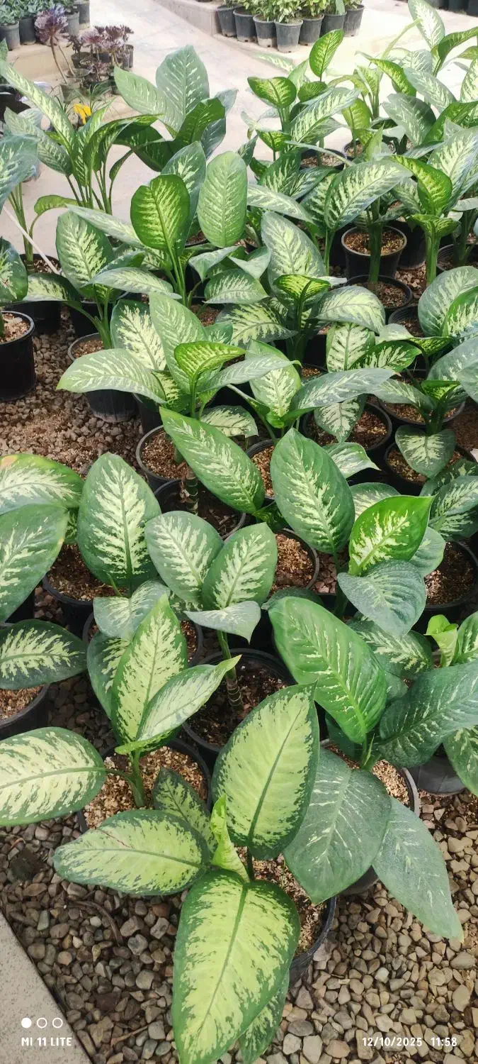 بامبو .گل گلدان بامبو|گل و گیاه طبیعی|ورامین, ورامین|دیوار