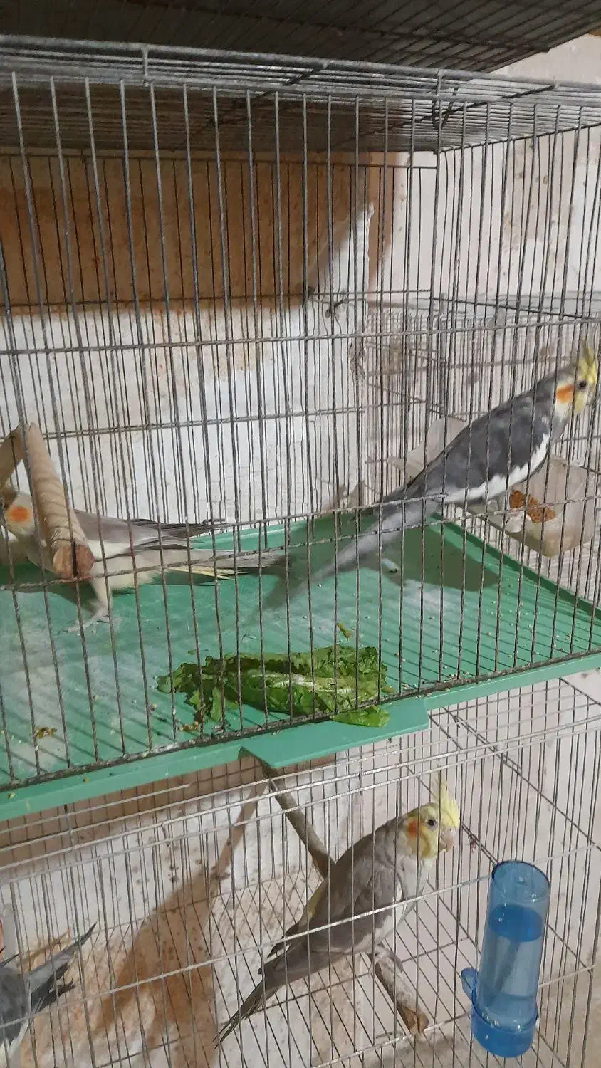 عروس هلندی|پرنده|رشت, نظری|دیوار