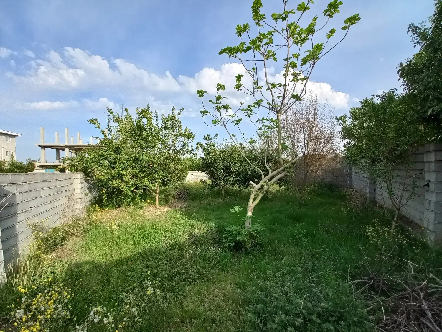 فروش زمین مسکونی در بابل بندپی غربی|فروش زمین و ملک کلنگی|خوشرودپی, |دیوار