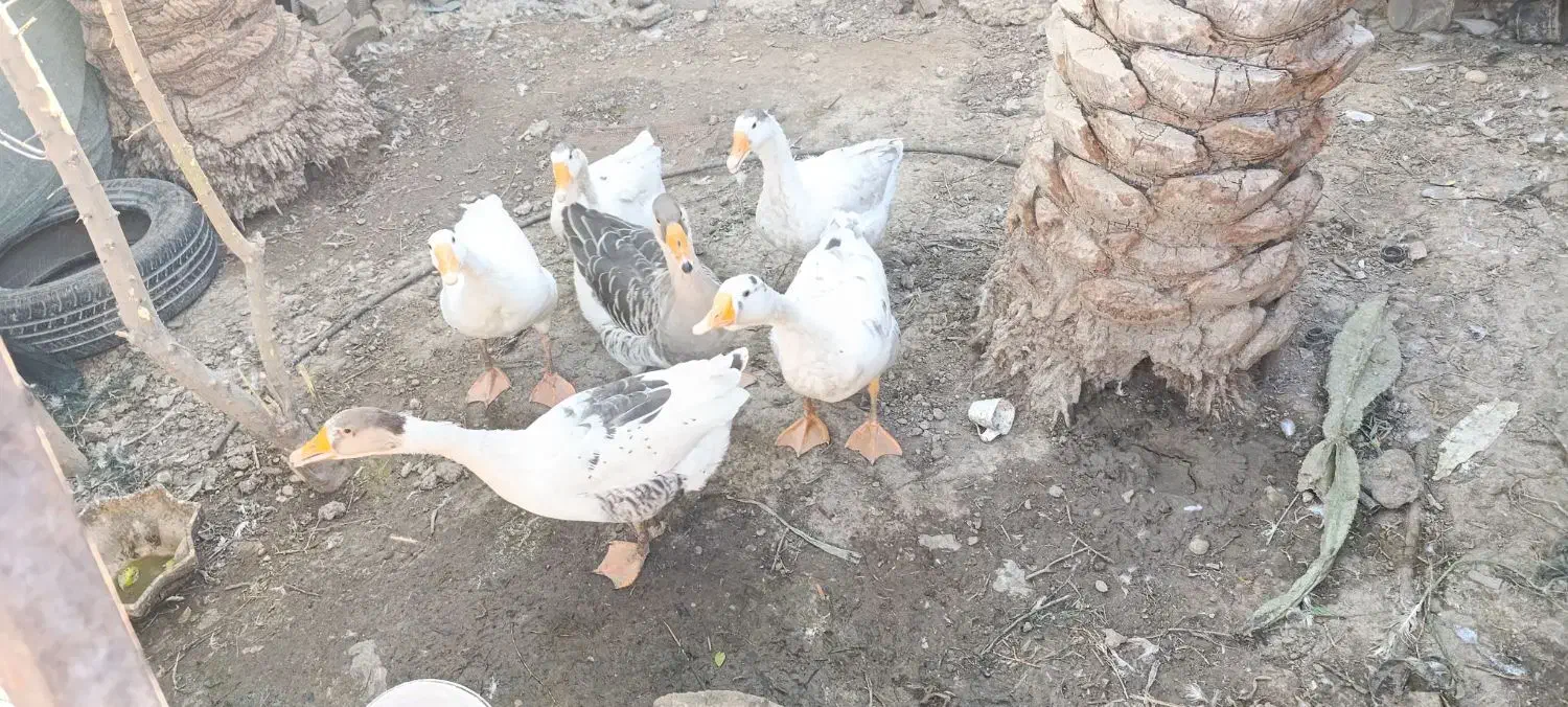 غاز|حیوانات مزرعه|خورموج, |دیوار