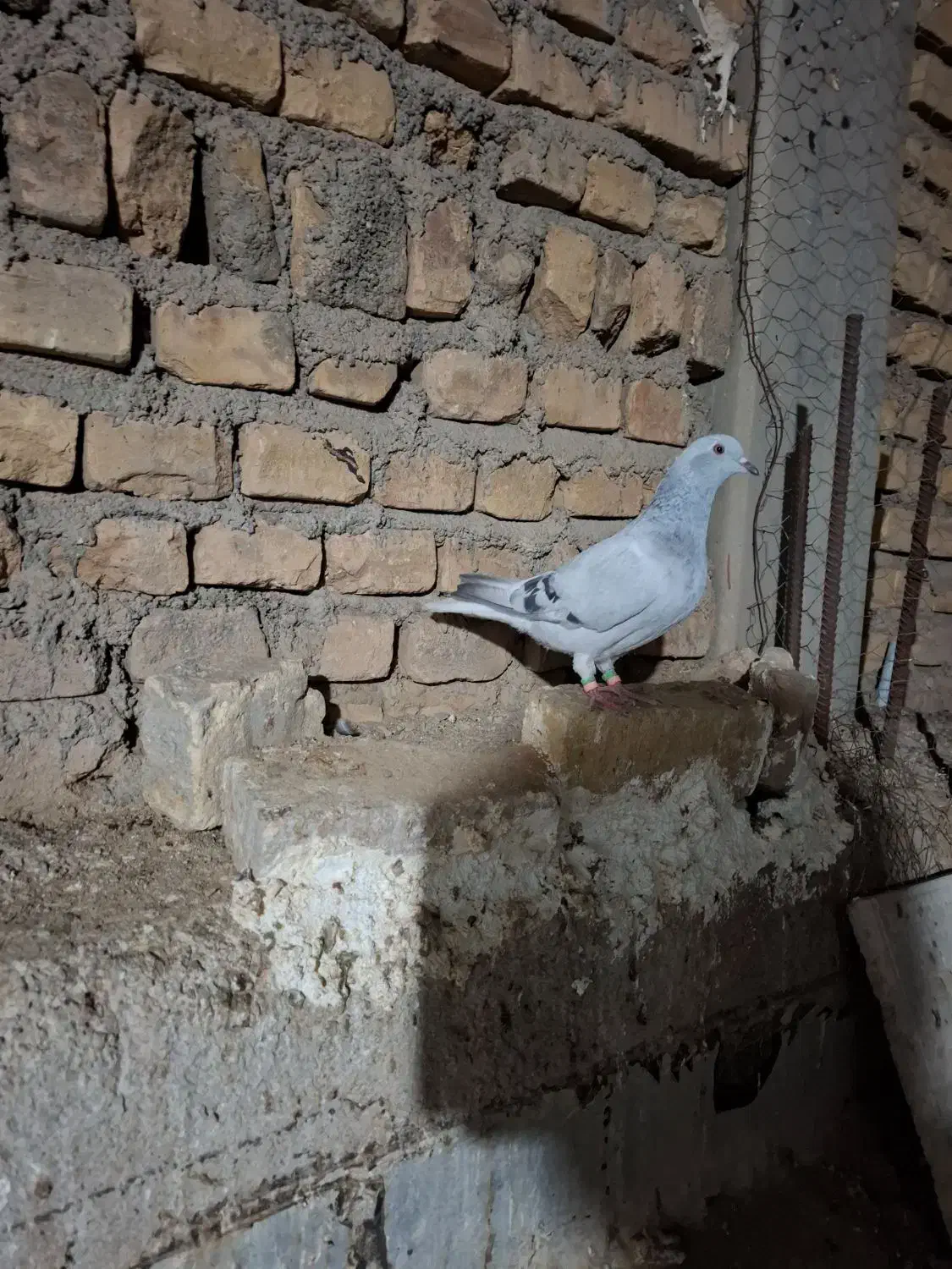 ماده شامی دم سفید مهر|پرنده|میبد, |دیوار