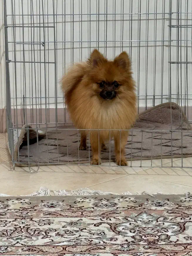 پامر روباهی اصیل|سگ|تهران, جیحون|دیوار