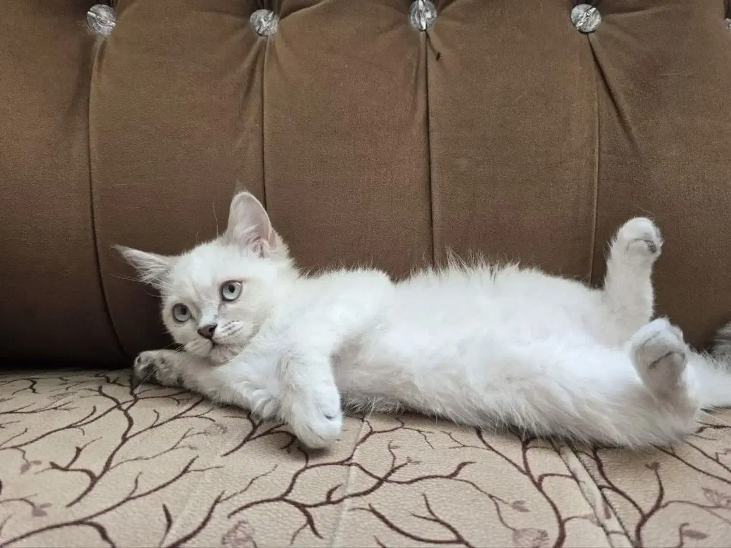 بچه گربه|گربه|کرمان, |دیوار