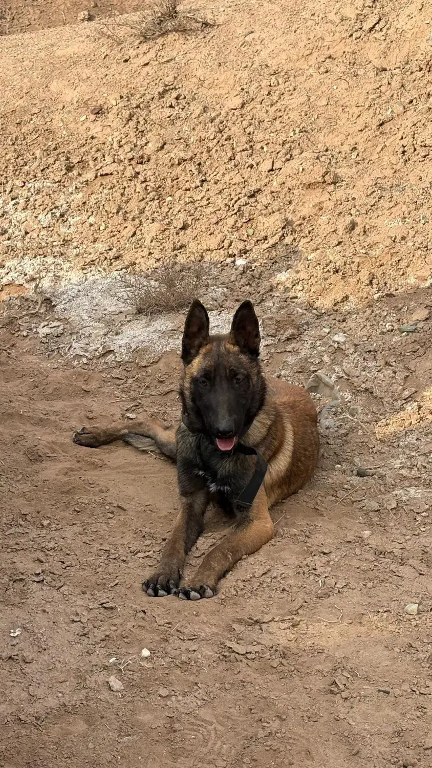 مالینویز|سگ|ماهدشت, |دیوار