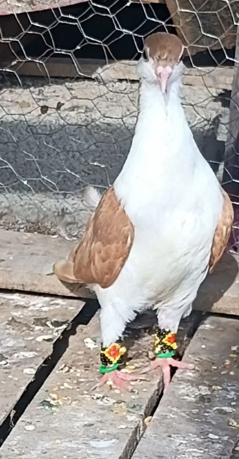 کبوتر|پرنده|شوشتر, |دیوار