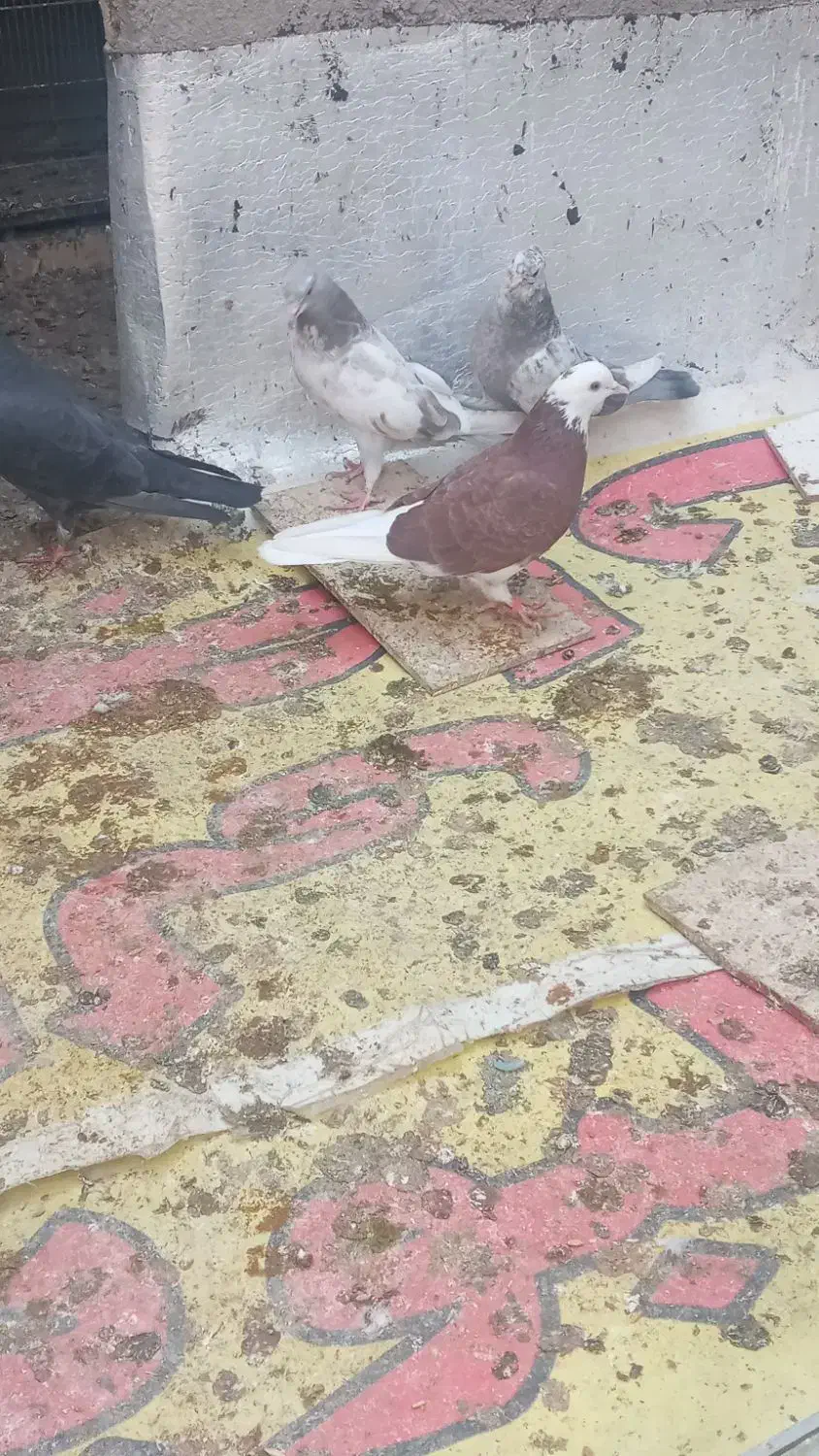 کفتر پرشی جوجه و بالغ ۵تا|پرنده|ری, فیروزآباد|دیوار
