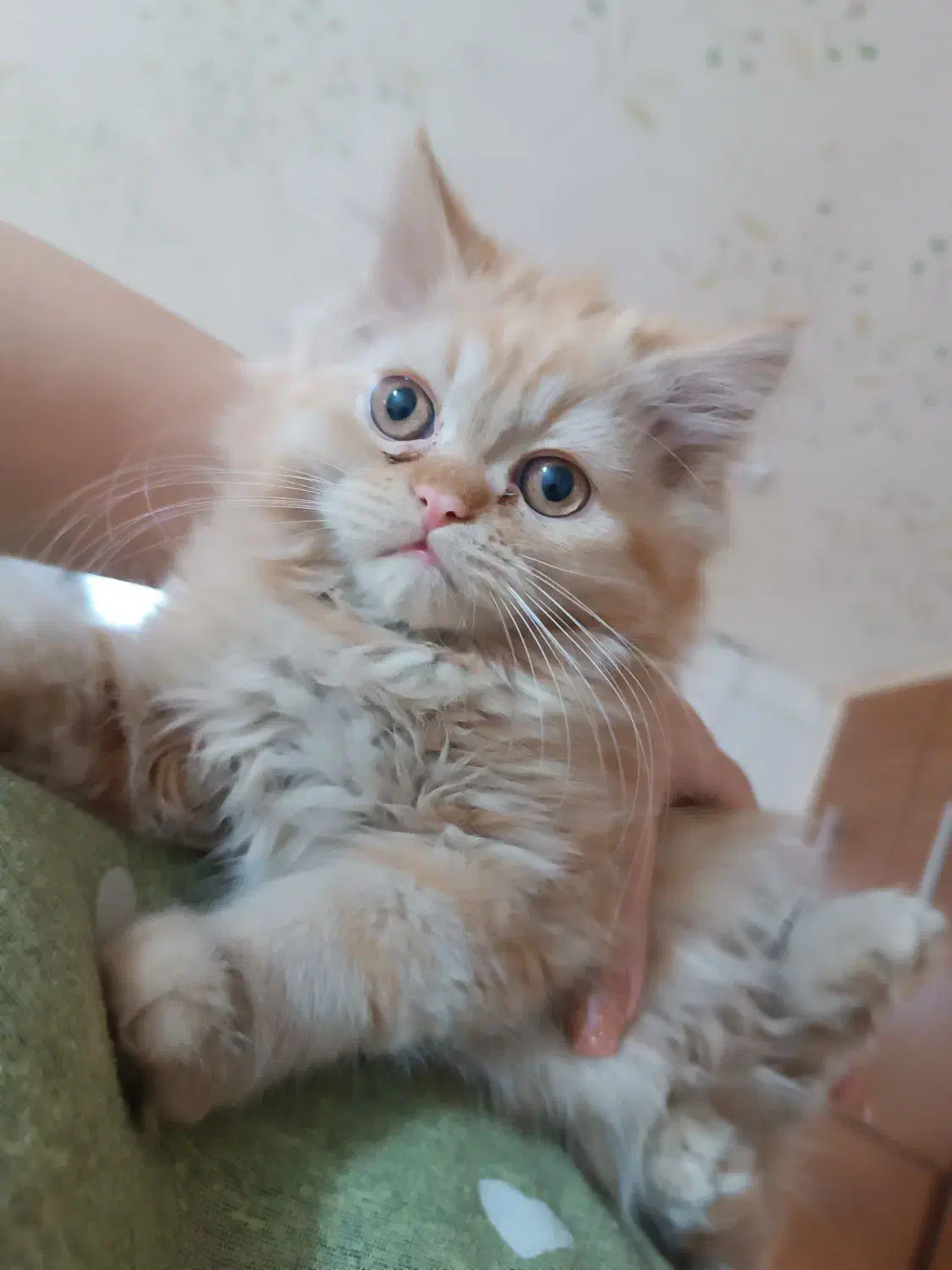 ۳ماهه پرشین|گربه|ارومیه, |دیوار