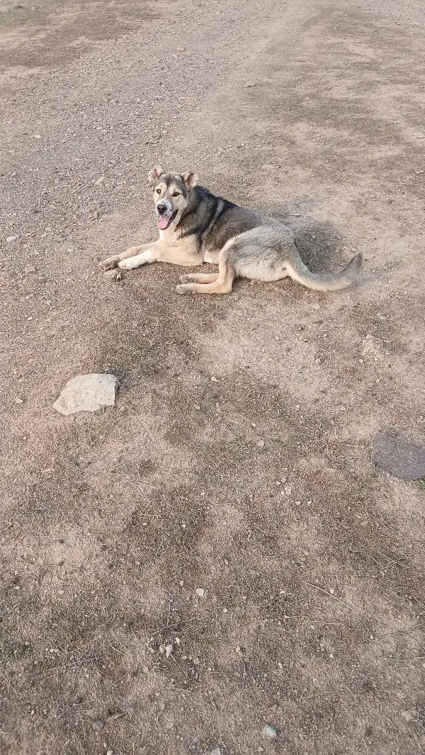 سگ عراقی|سگ|چورزق, |دیوار