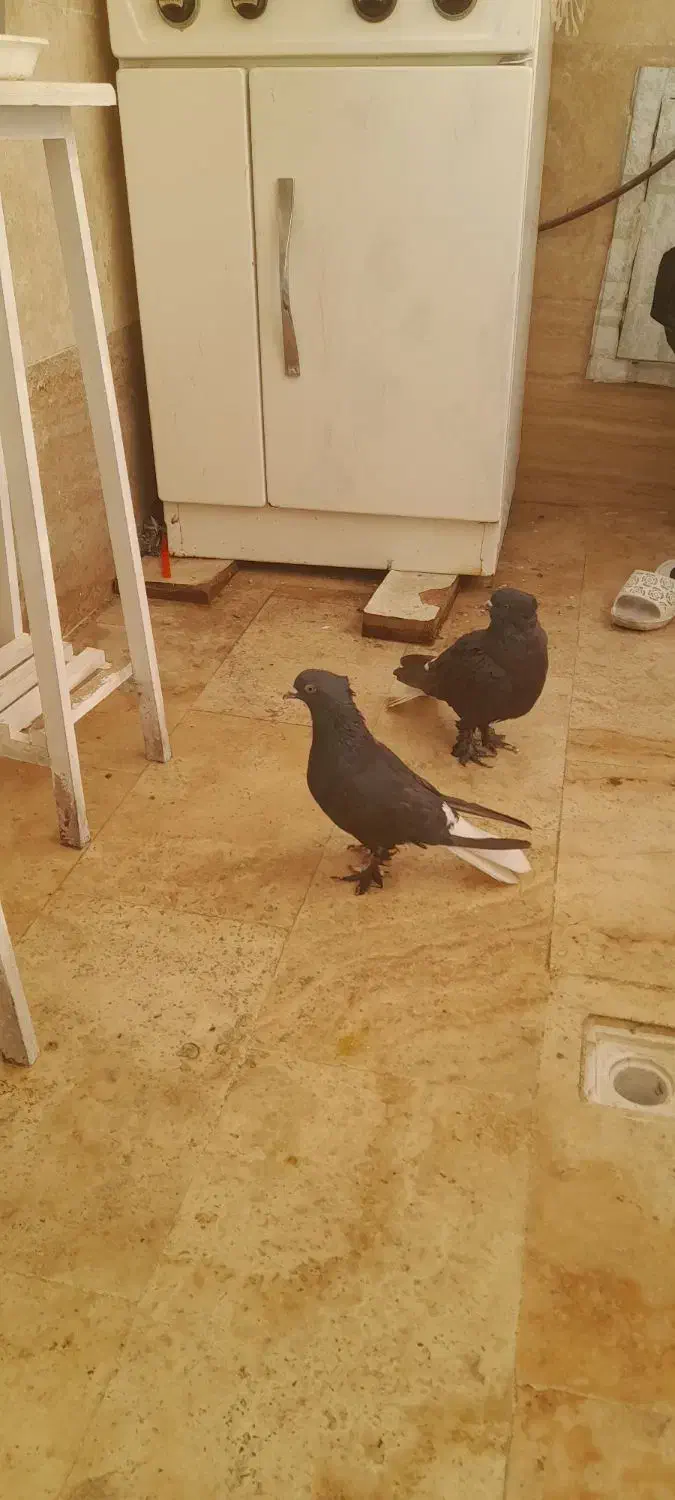 کبوتر|پرنده|قم, باغ کرباسی|دیوار