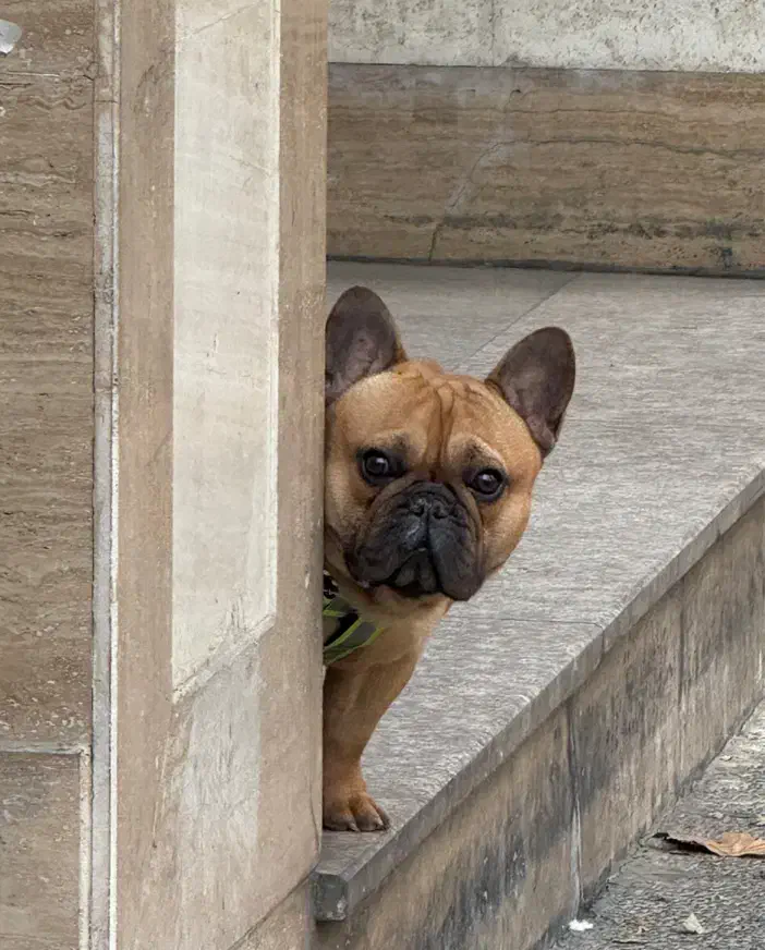 فرنچ بولداگ اصیل|سگ|لواسان, |دیوار