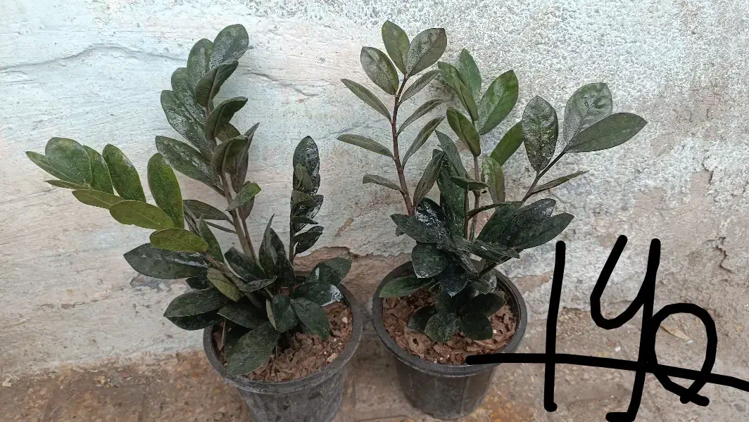 همایش ویژه گل و گیاه|گردهمایی و همایش|مشهد, حیدرآباد|دیوار