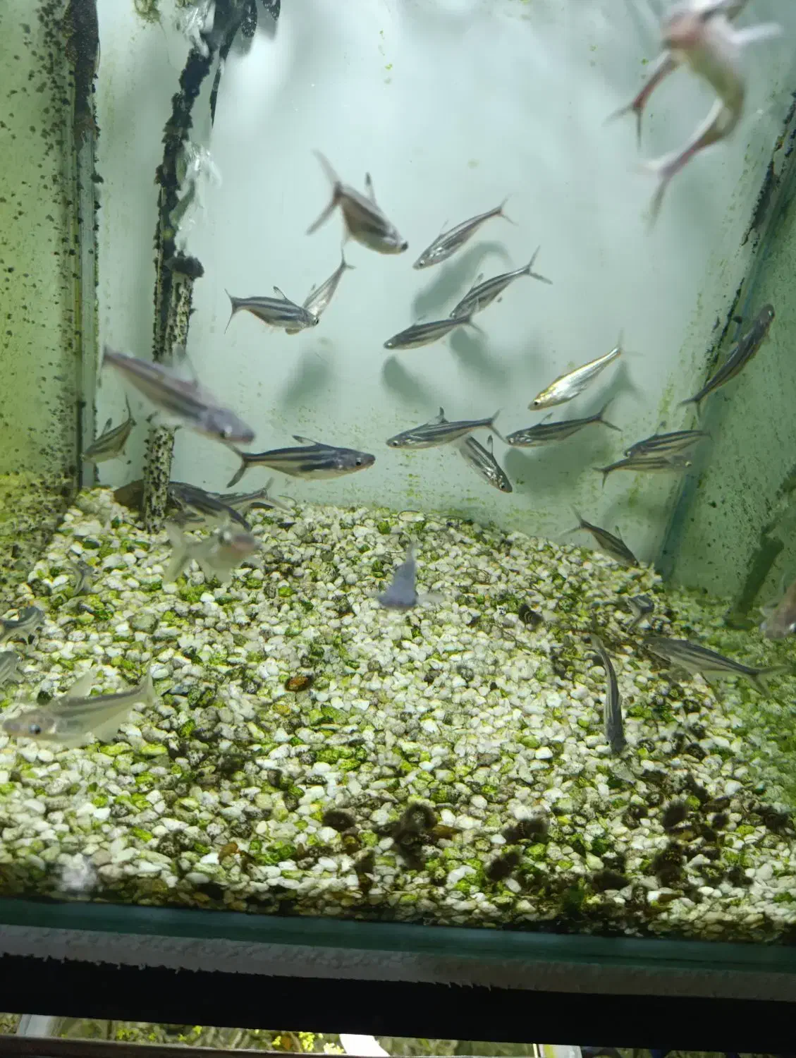 گوپی آکواریوم سیچیلاید آروانا پلنت گلدفیش بچه مولی|ماهی|رباطکریم, رباطکریم|دیوار