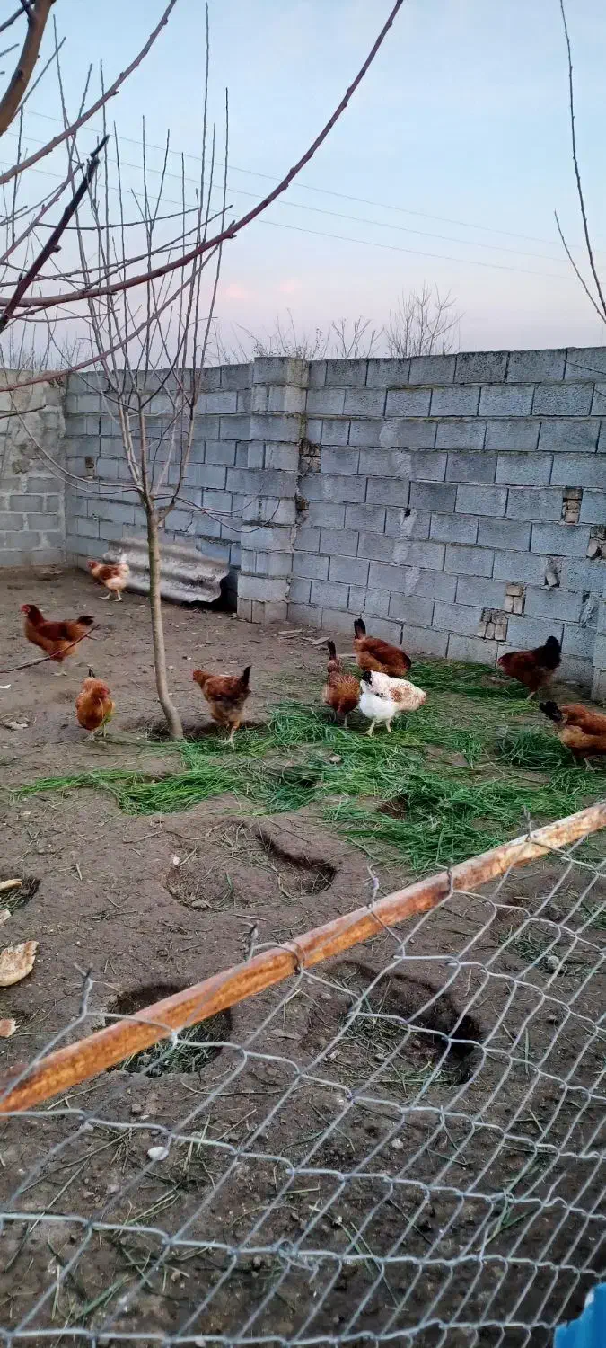 مرغ محلی تخم گذار|حیوانات مزرعه|ساری, |دیوار