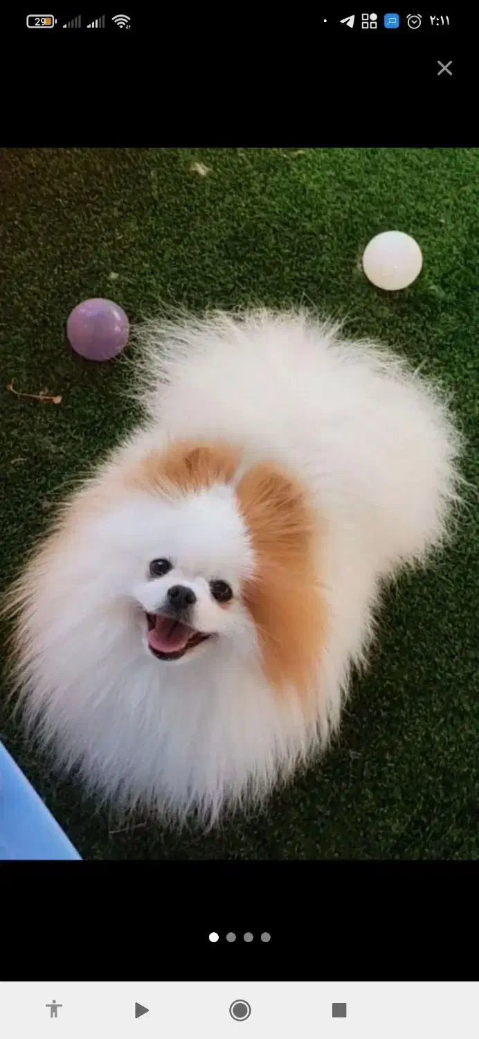 ماده پامر خرسی حامله شکم پر|سگ|اصفهان, بهارستان|دیوار