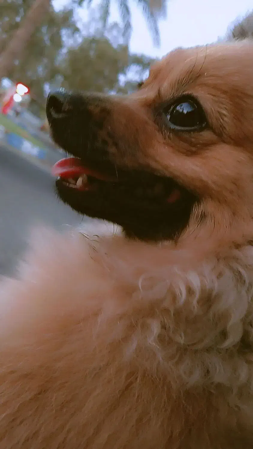 سگ پامرین سایز صفر|سگ|بم, |دیوار