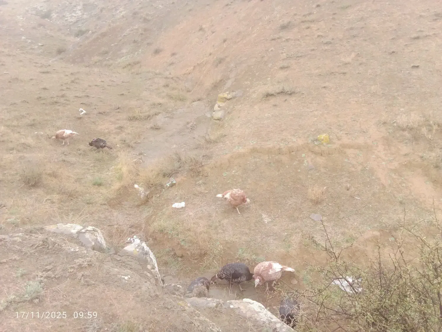 طبیعی طبیعی|حیوانات مزرعه|پارس‌آباد, |دیوار