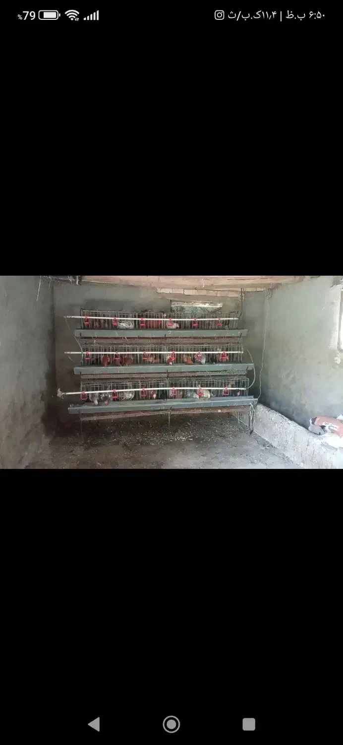 قفسه مرغ|لوازم جانبی حیوانات|هوراند, |دیوار