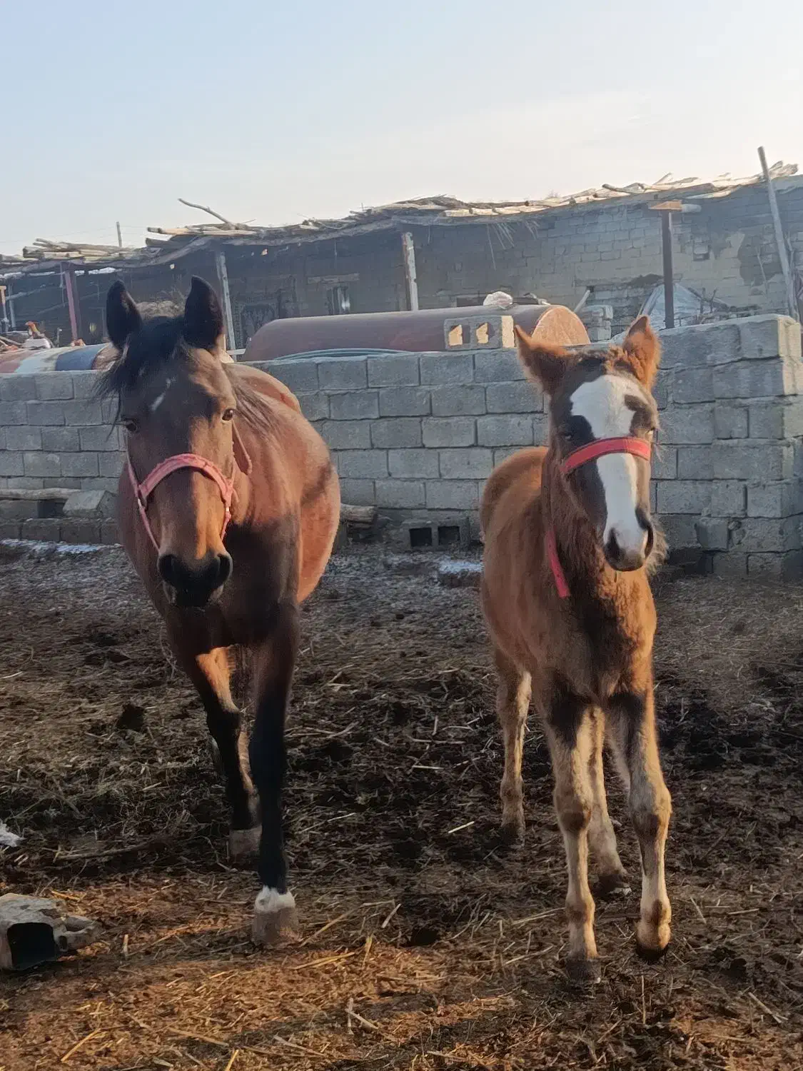 اسب مادیان|اسب و تجهیزات اسب‌سواری|محمدبار, |دیوار