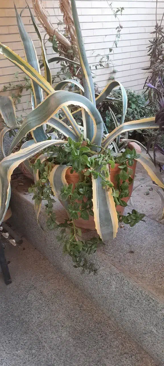 گل به همراه گلدان (آگاو، پاندانوس)|گل و گیاه طبیعی|اصفهان, جلالیه|دیوار