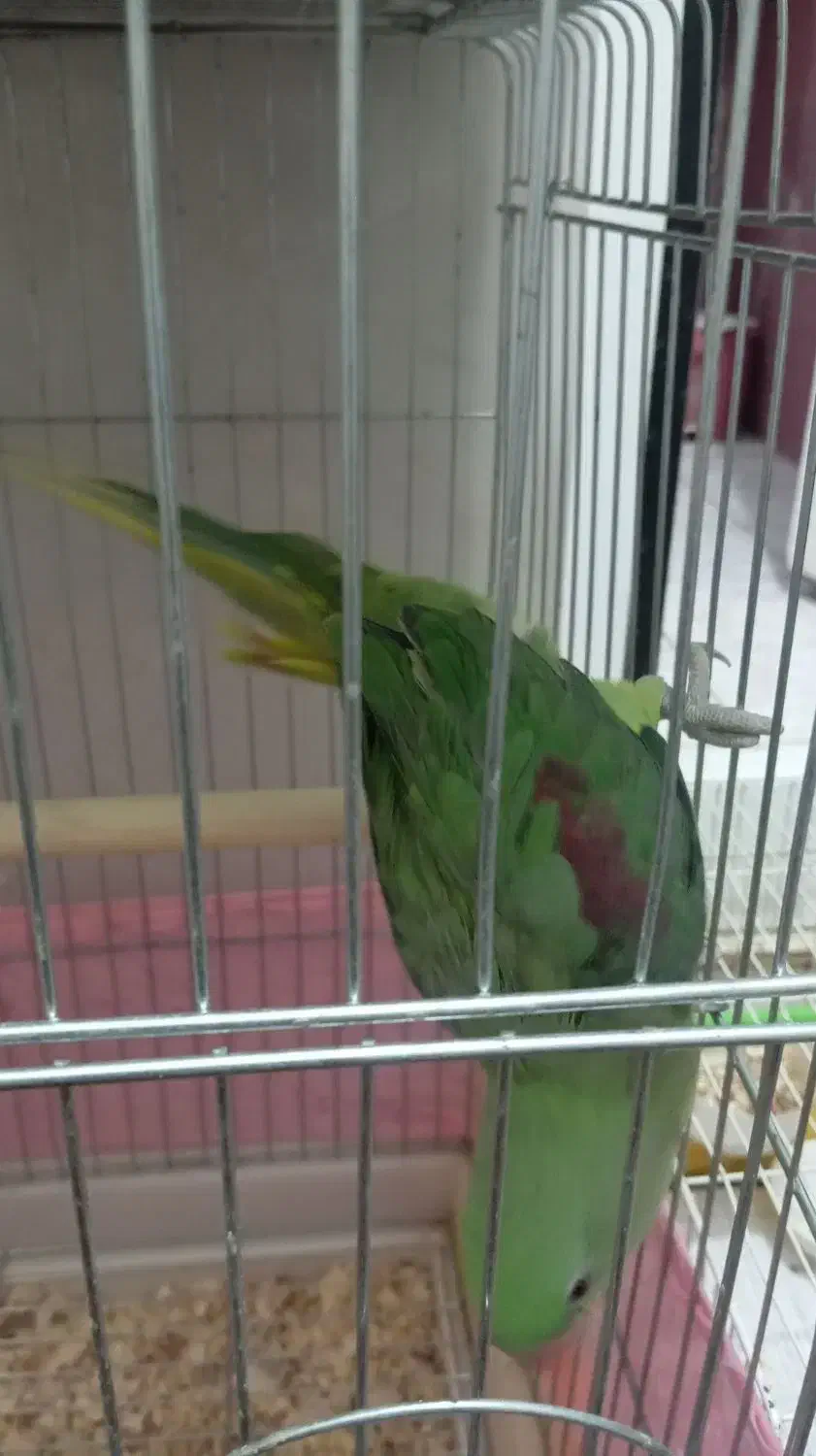 شاه طوطی ۵ماهه رام ودستی|پرنده|ایرانشهر, |دیوار