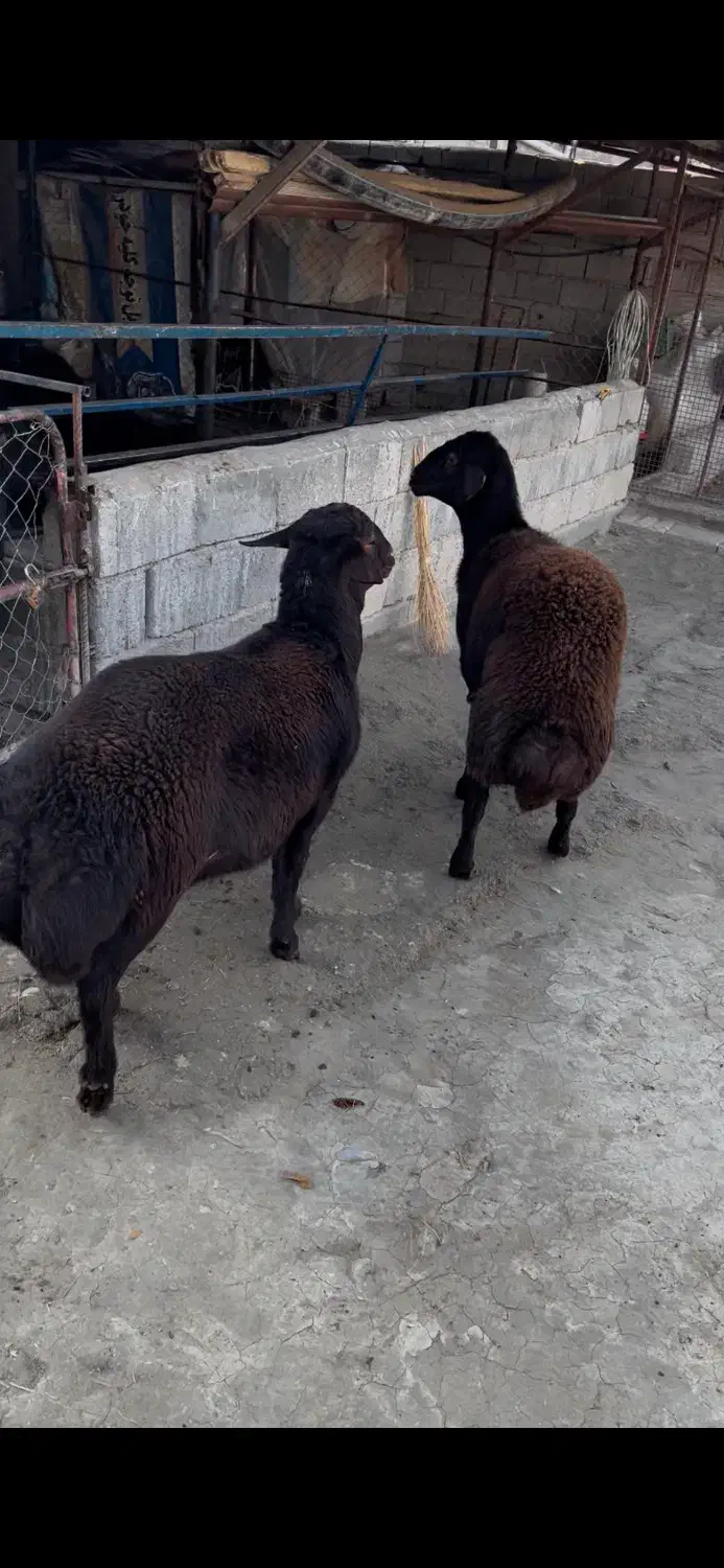 گوسفند نر|حیوانات مزرعه|ارومیه, |دیوار