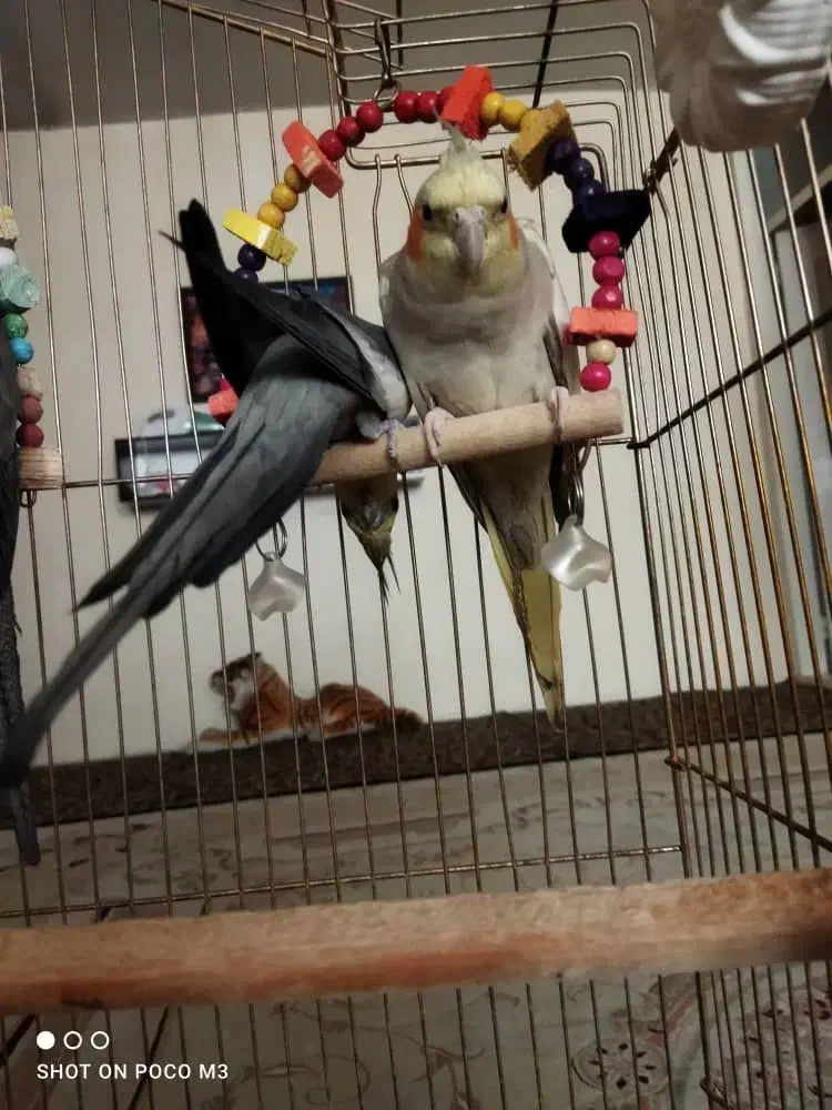 طوطی مرواریدی ماده|پرنده|تبریز, |دیوار