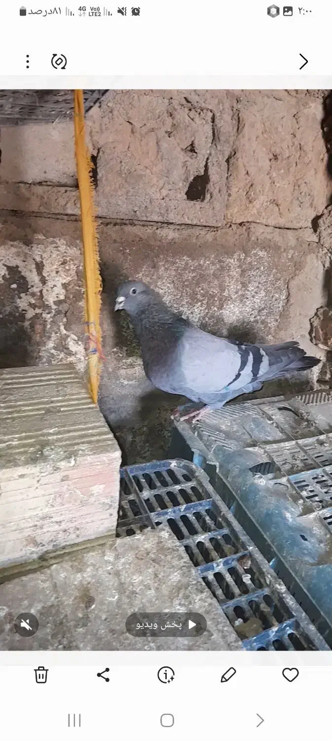 سلام به دوستان عزیز|پرنده|ریگان, |دیوار