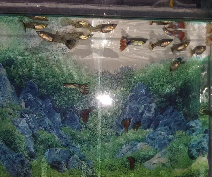 ماهی گوپی درجه یک|ماهی|مرند, |دیوار