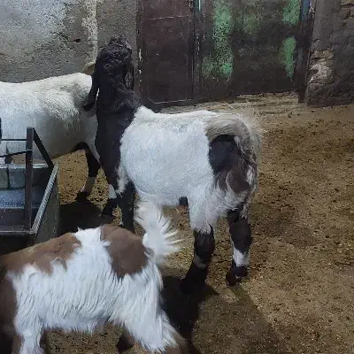 بزغاله پاکستانی اصل برای نسل کشی|حیوانات مزرعه|رزن, |دیوار