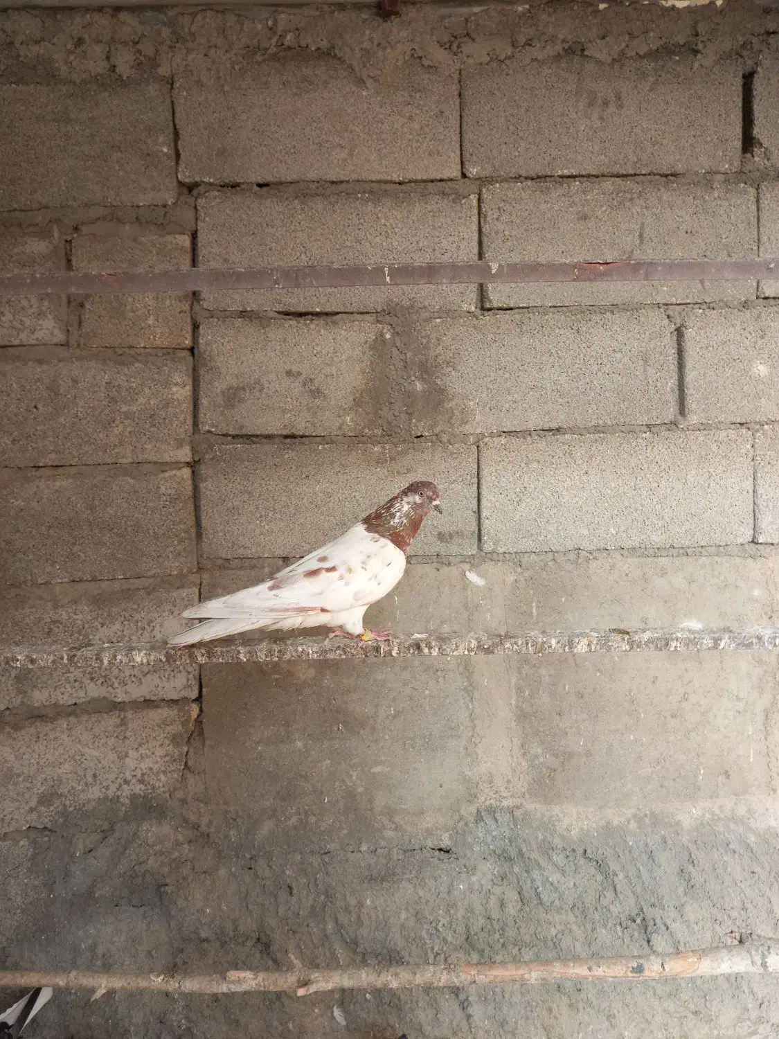 کفترکله برنجی نرمست مست|پرنده|کرج, لشکر ده سید الشهدا|دیوار