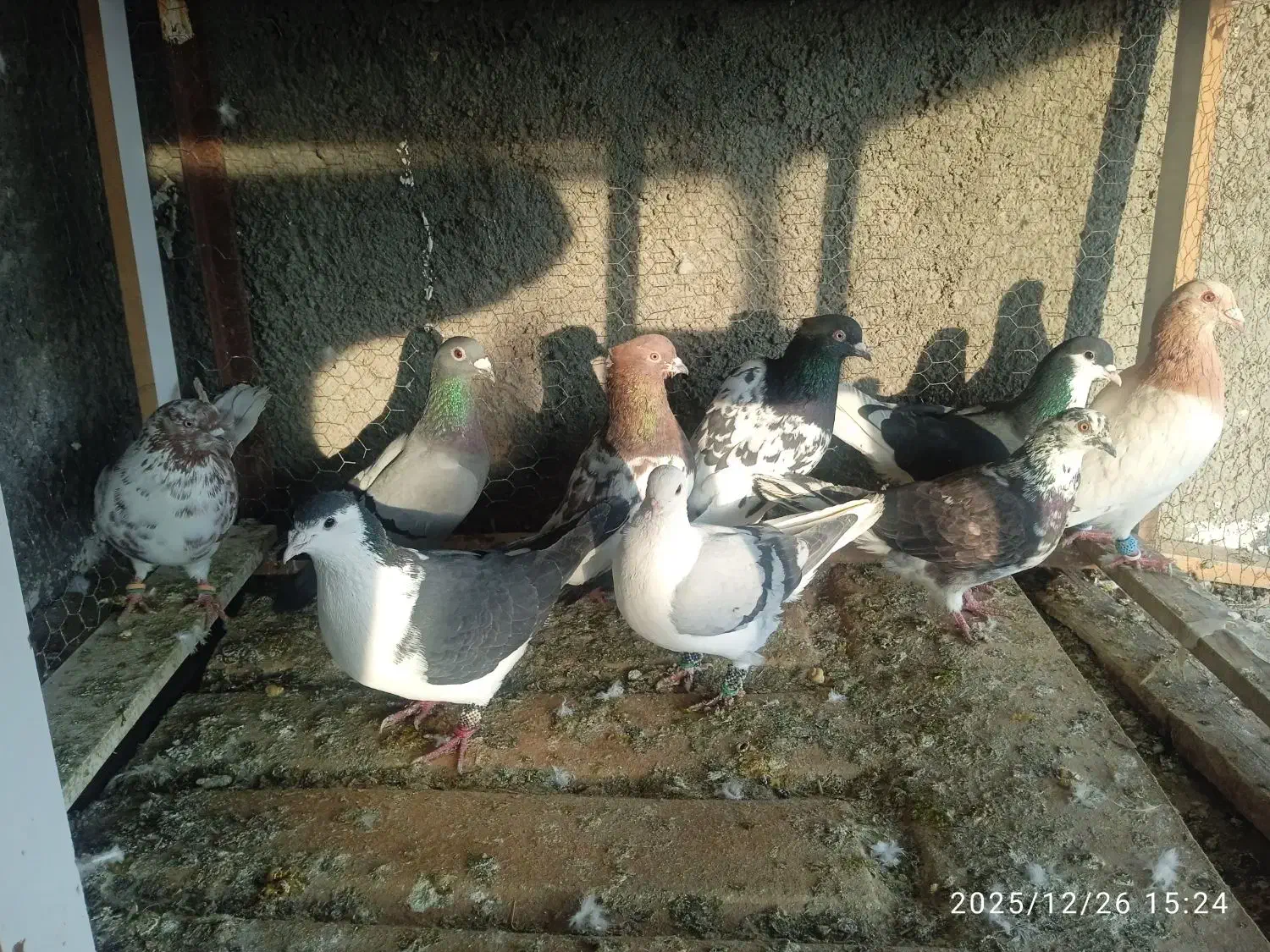 کفتر|پرنده|تربت جام, شاهد|دیوار