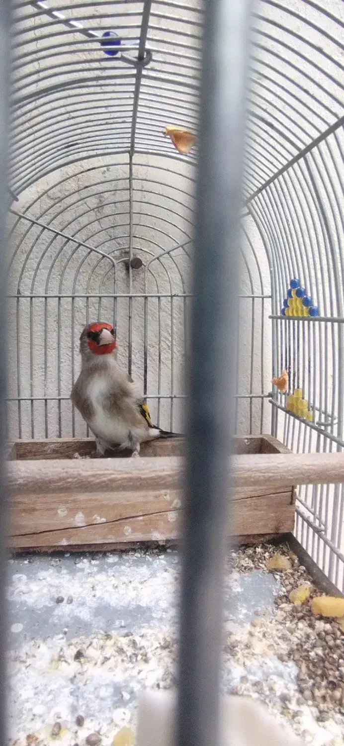 سهره کرمونی دهن زن|پرنده|شیراز, کوشک میدان|دیوار