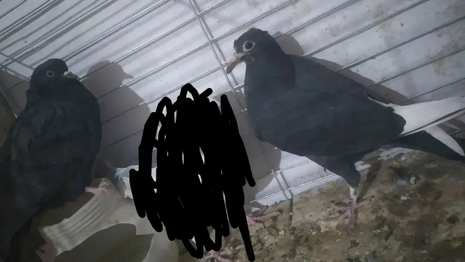 ۲ عددکفتر|پرنده|یزد, |دیوار