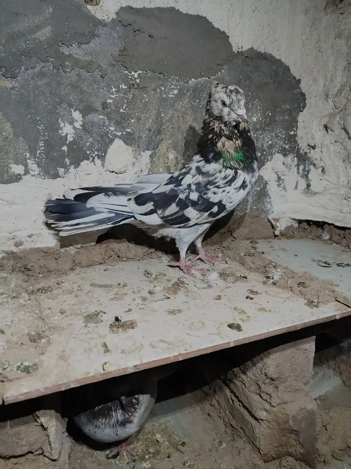 کفتر معاوضه با سگ|پرنده|نوبران, |دیوار