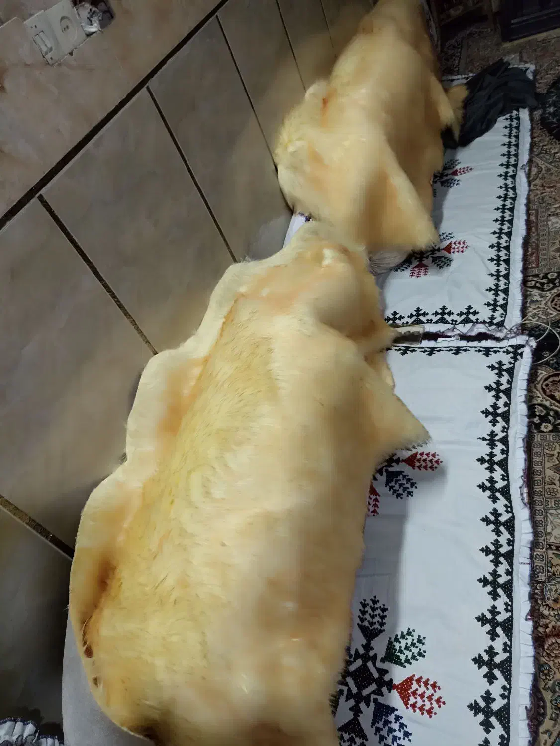 خز صندلی|رختخواب، بالش، پتو|ایرانشهر, |دیوار