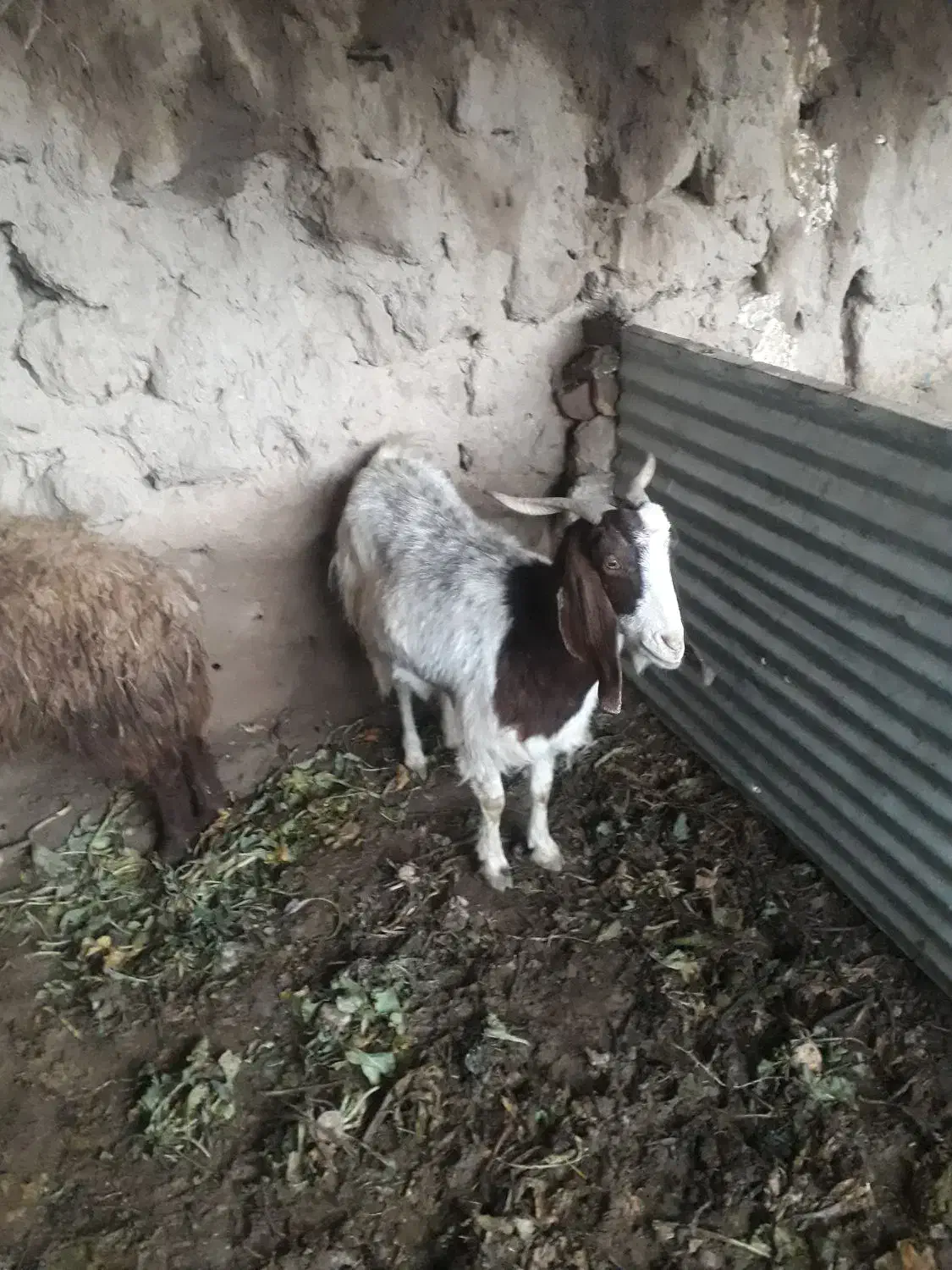 بز بزغاله بره|حیوانات مزرعه|گناباد, |دیوار