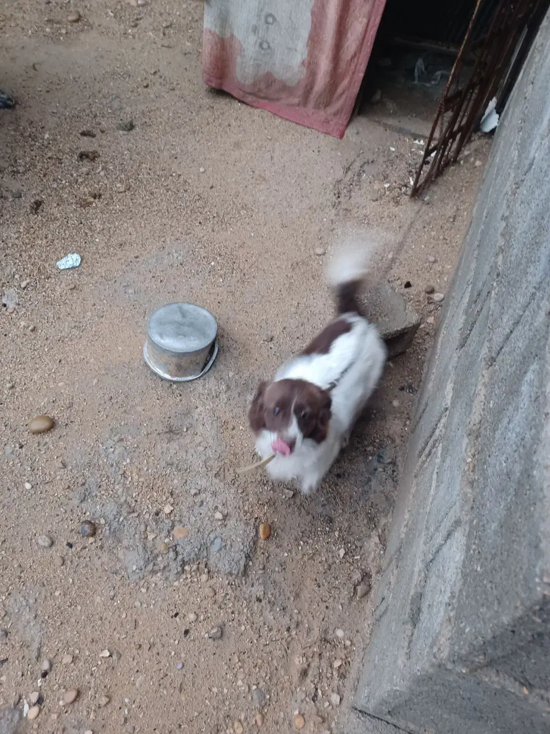 بوجی|سگ|سعدآباد, |دیوار